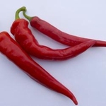PEPER 'Cayenne Large Red Thick' 15 zaden 